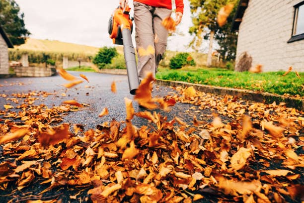 Leaf Removal